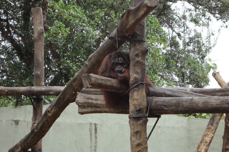 Sri Lanka, Colombo, Dehiwala Zoo